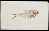 Diplomystus Fossil Fish - Wyoming #95625-1